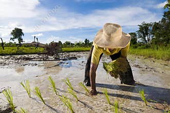 Asian rice farmer
