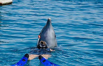 Dolphin and undefined girl in Red Sea water