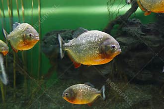 Red piranha Pygocentrus nattereri, also known as Red-bellied piranha, Red belly piranha in their habitat