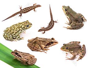 Amphibians and reptiles isolated on white