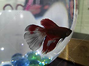 Love for pets.. Fighter fish.. Colourfull