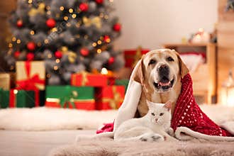 Adorable dog and cat together under blanket at room decorated for Christmas