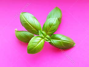 Basil with large leaf. Large leaf italian basil over pink background.