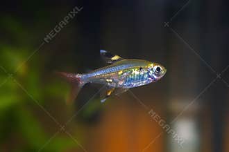 Xray Tetra Tropical Fish