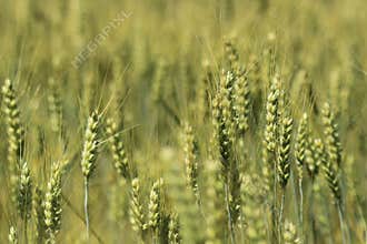 Detail of barley
