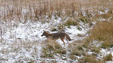 Coyote Hunting in Yellowstone National Park