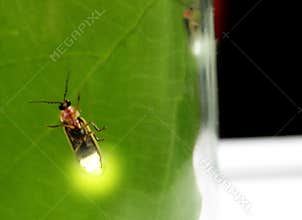 Pyractomena borealis