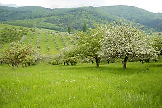 Orchard with blossomed apple trees