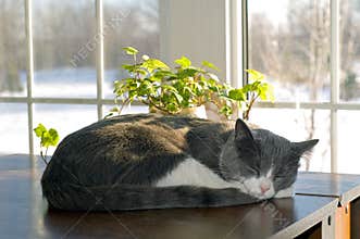 Cat Sleeping