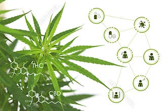 Cannabis with chemical formula and icon about the benefits of cannabis floating around.