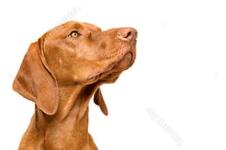 Cute hungarian vizsla dog side view studio portrait. Dog looking to the side headshot isolated over white background.