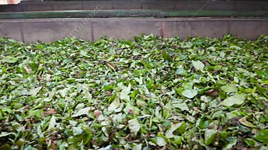 4k footage of green te leaves drying and being fermented on old tea factory at Sri Lanka