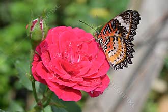 Orange and black pattern on wing of butterfly on pink rose flower with water dew drop on petal