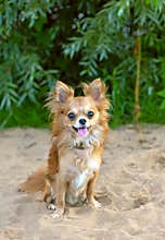 Happy chihuahua dog sitting on beach sand