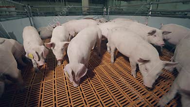 Modern pig farm with pigs. Roaming piglets in the premises of a pig farm