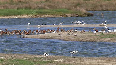 Mediterranean gulls, avocets and black-tailed godwits, breeding season, Noirmoutier, France