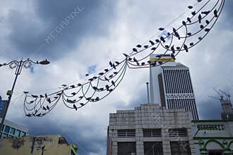 Birds on wires