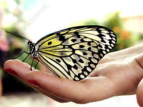 Butterfly on hand