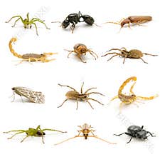 Insects and arachnids