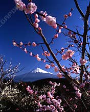 Mount Fuji VI