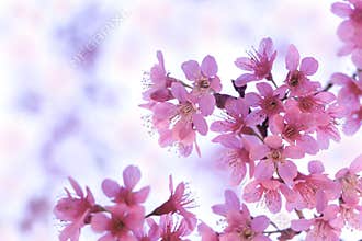 Pink Cherry Blossoms for Spring Background