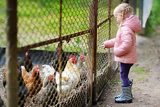 Cute little girl looking at farm chickens through metal fence