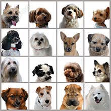 Portraits of sixteen dogs, collage