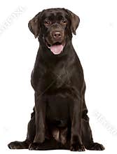 Labrador Retriever, 7 months old, sitting
