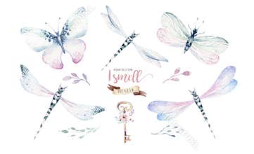Watercolor fly dragonfly spring wings illustration summer insect collection of bees and wreath dragonflies