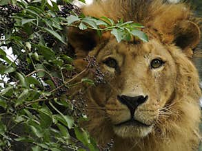 Asiatic Lion ( Panthera leo persica )