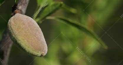 Almonds on the tree during the spring season in France.