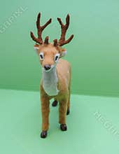 Roe deer animal of class Mammalia mammals