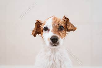 cute lovely small dog wet in bathtub, clean dog. Pets indoors