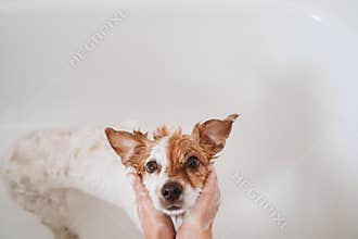 cute lovely small dog wet in bathtub, clean dog. Woman washing her dog. Pets indoors