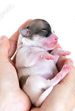 Women's hands with tiny newborn chihuahua puppy