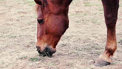 Brown Horse Grazing on Sparse Grass Field