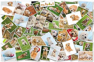 Dog collage