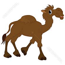 Camel  on white background.
