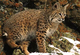Bobcat in Rocks