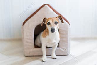 Dog sitting in pet booth.