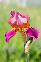 Pink Bearded Iris Flower