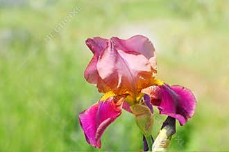 Pink Bearded Iris Flower