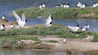Mediterranean and black-headed gulls, breeding season, Noirmoutier, France