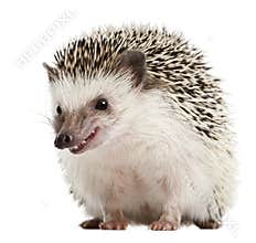 Four-toed Hedgehog, Atelerix albiventris