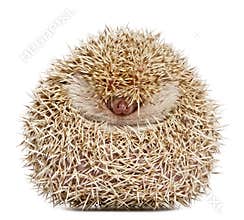 Four-toed Hedgehog, Atelerix albiventris