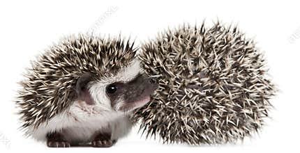 Four-toed Hedgehogs, Atelerix albiventris