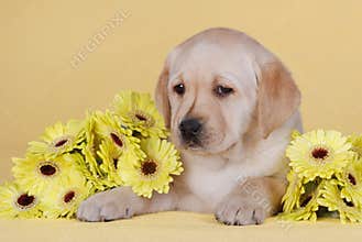 Puppy with yellow flowers