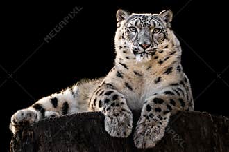 Sunbathing Snow Leopard III