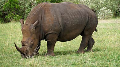 Black Rhinoceros in South Africa