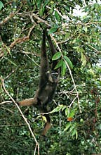 GIBBON DE MULLER hylobates muellerii